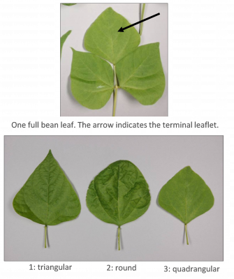 Leaf shape