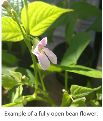 Maximum flowering