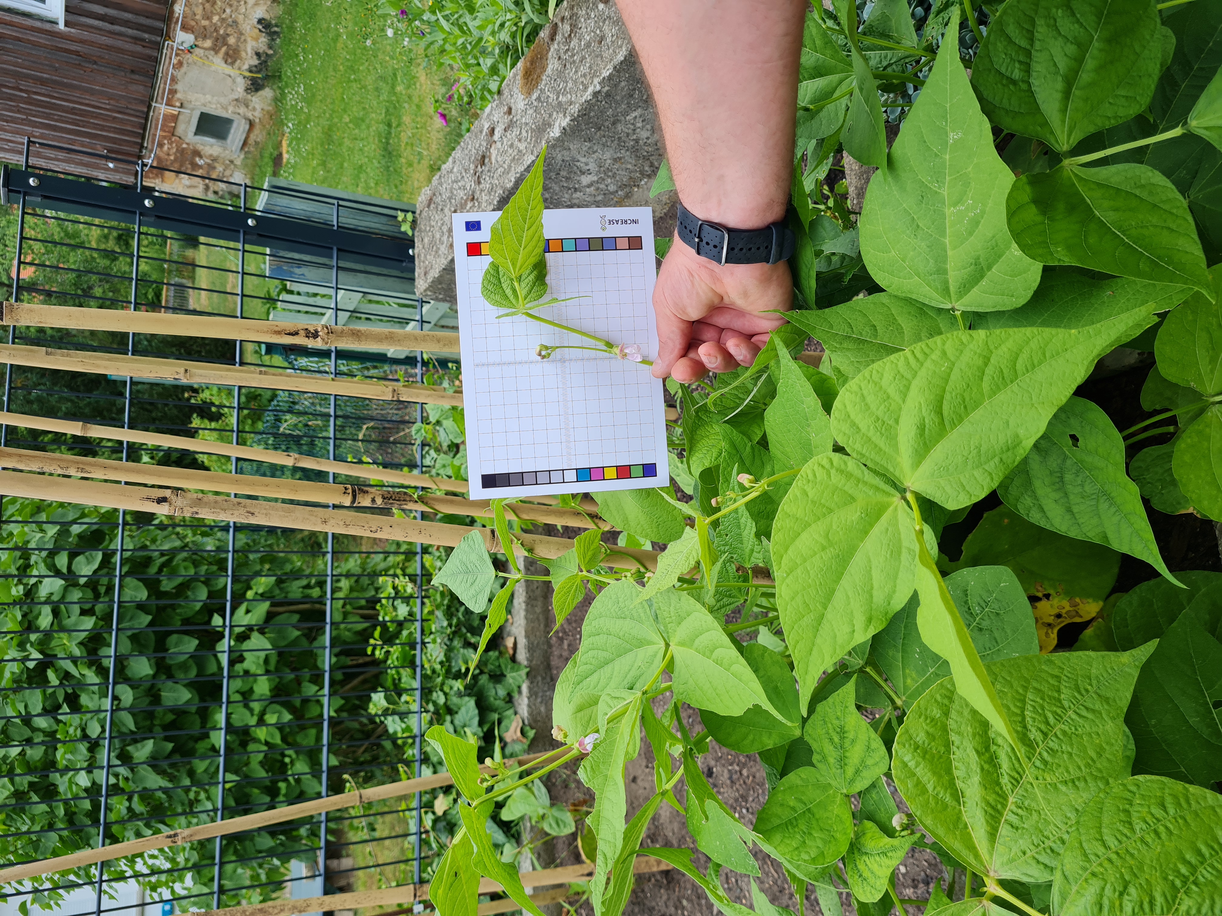 Citizen Science Experiment