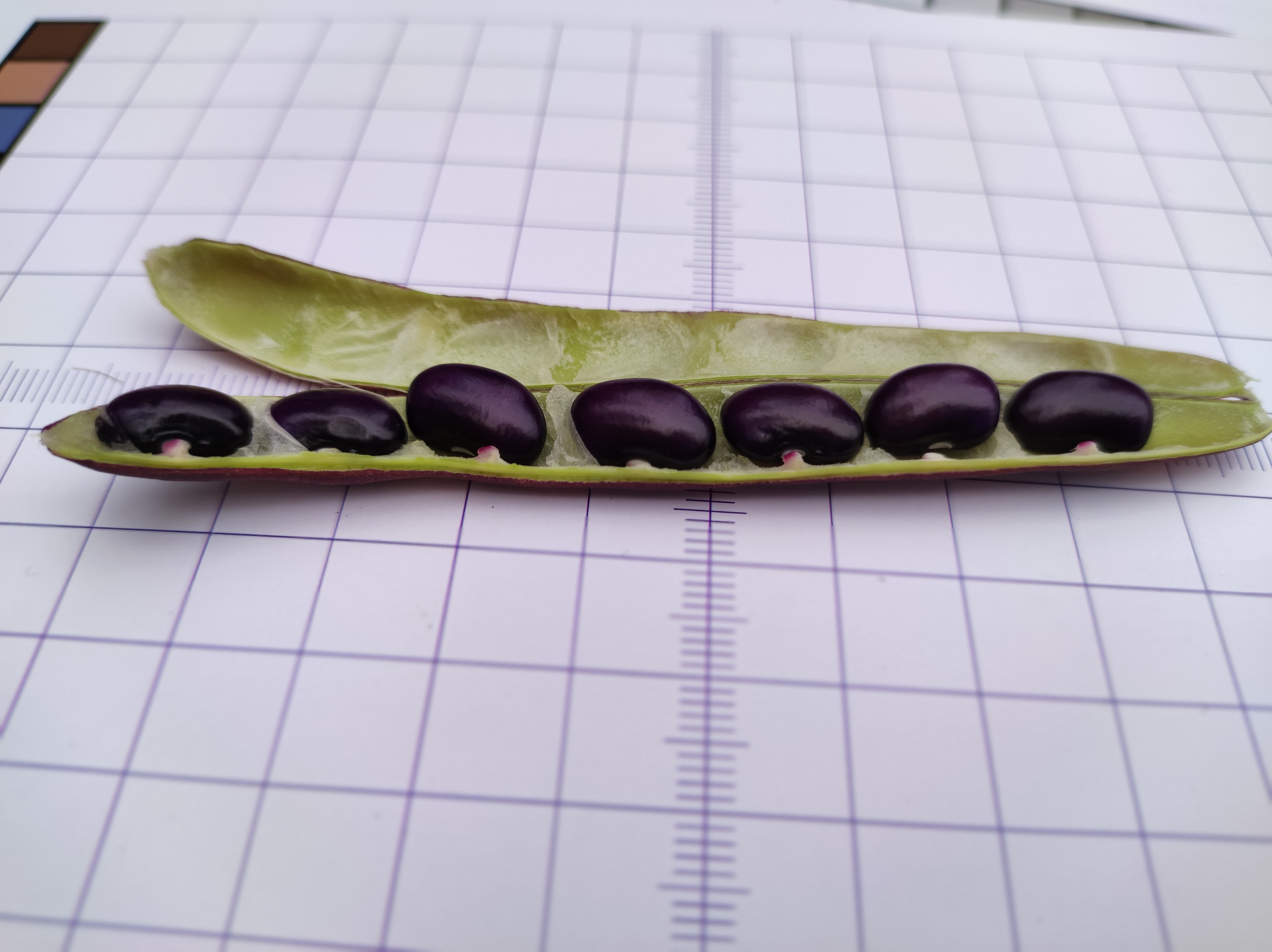 Citizen Science Experiment