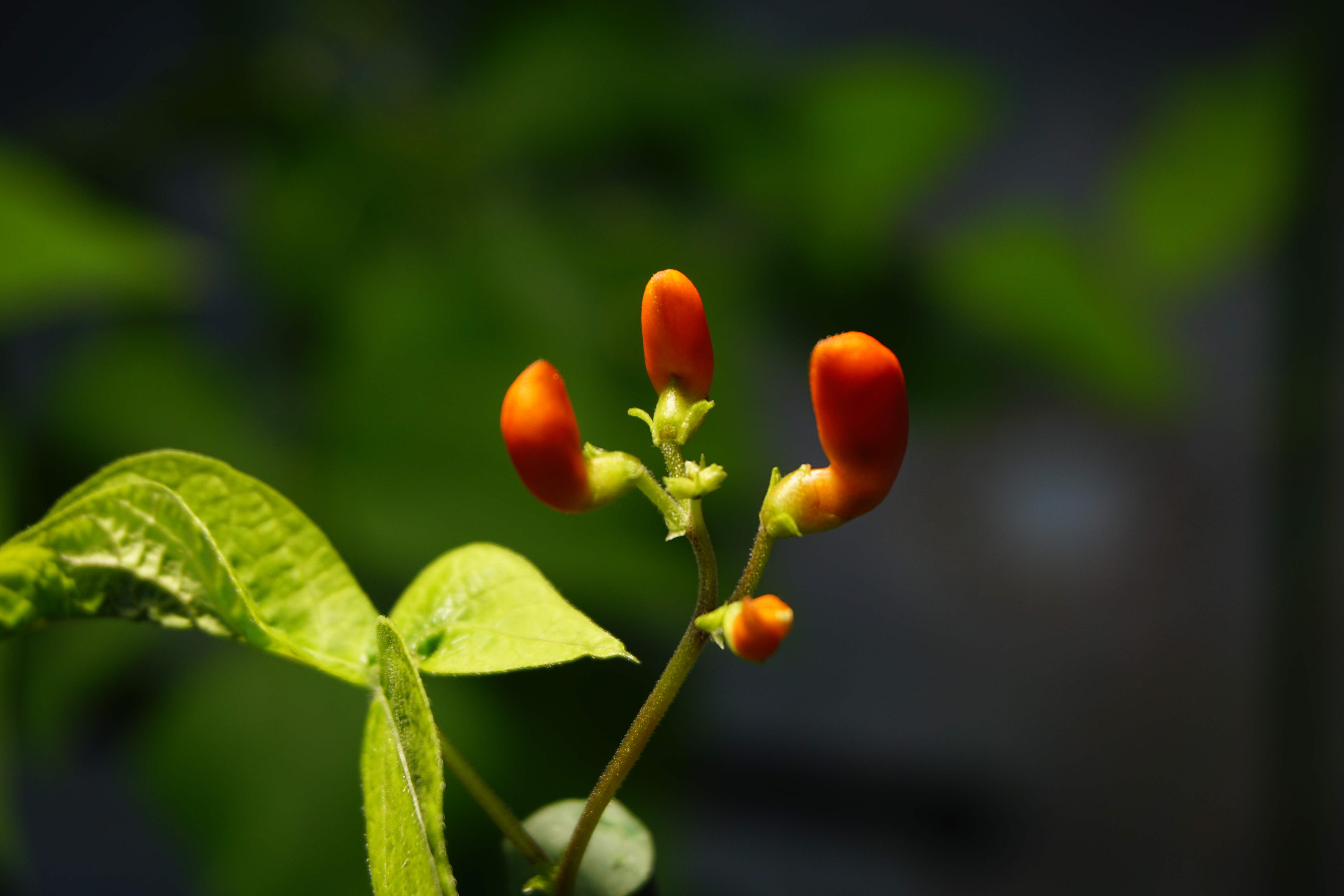 Citizen Science Experiment