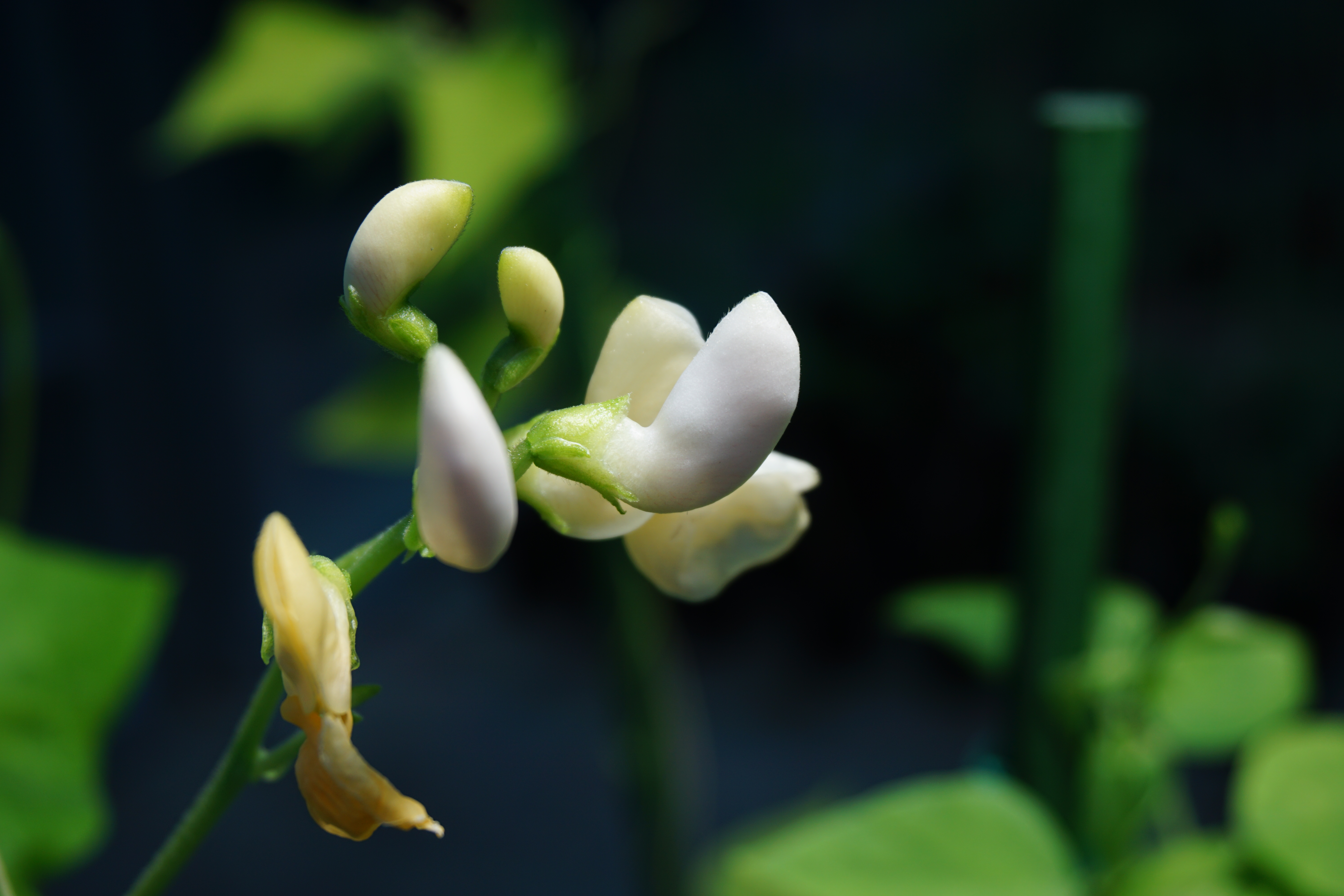 Citizen Science Experiment