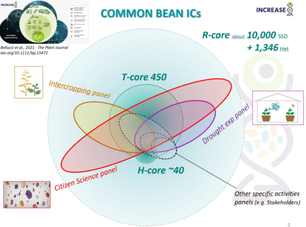 Bean_IC