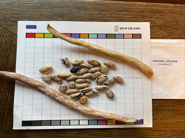 3-bean-slide10.jpg