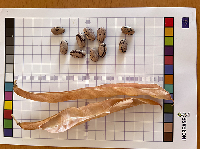 3-bean-slide11.jpg