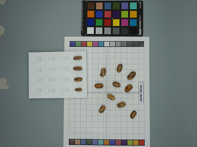 3-bean-slide12.jpg