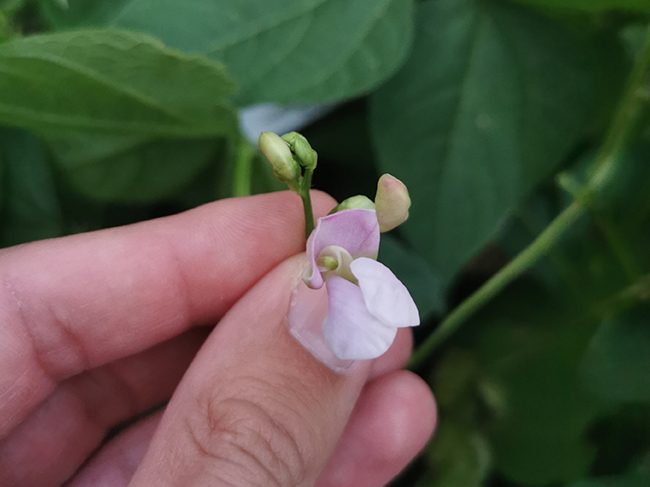 3-bean-slide2.jpg