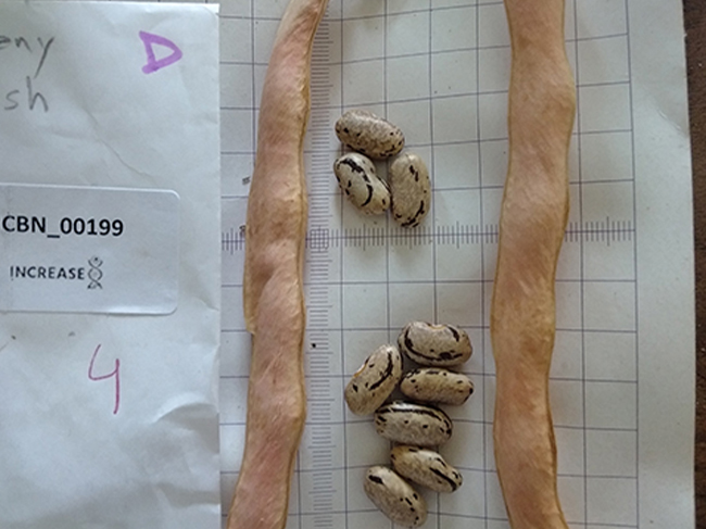 3-bean-slide3.jpg