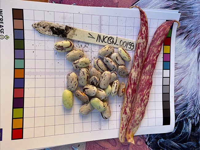 3-bean-slide4.jpg