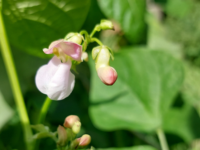 3-bean-slide7.jpg