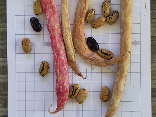 3-bean-slide8.jpg