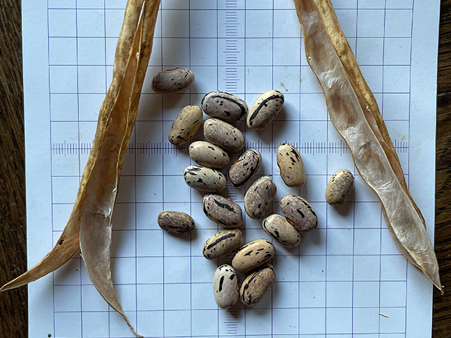 3-bean-slide9.jpg
