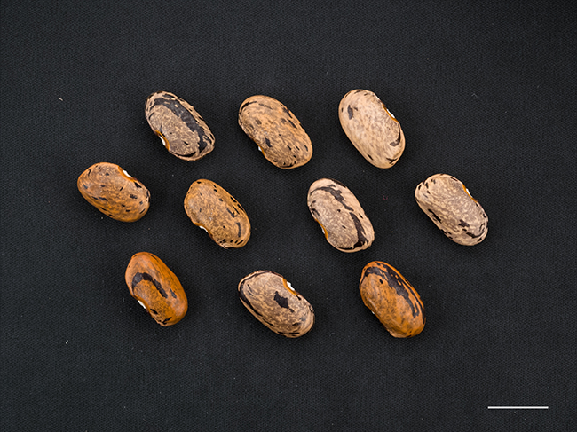 3-bean.jpg