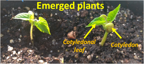Emerged plants