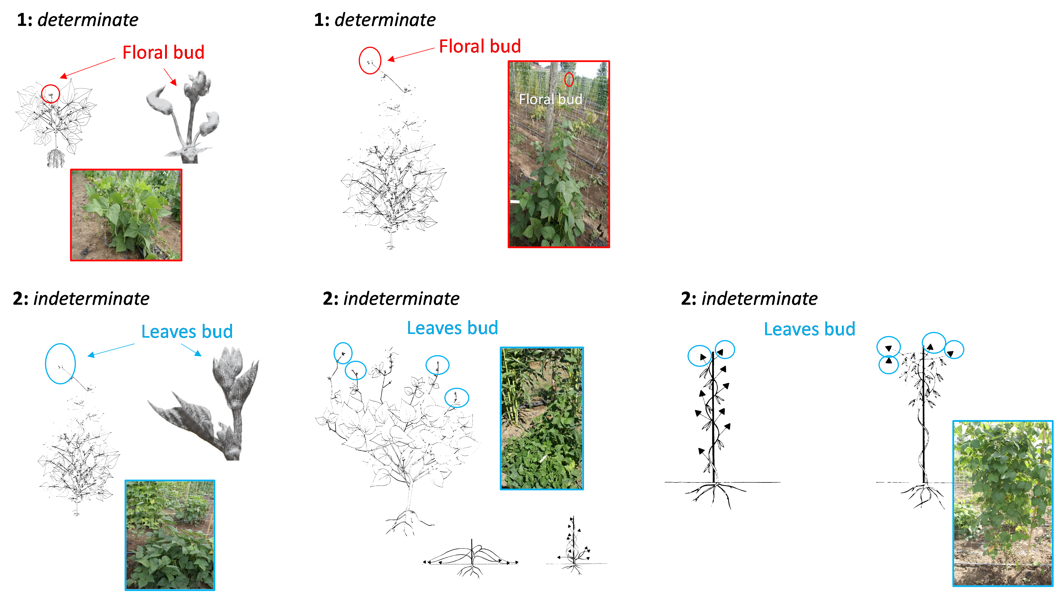 Determinacy