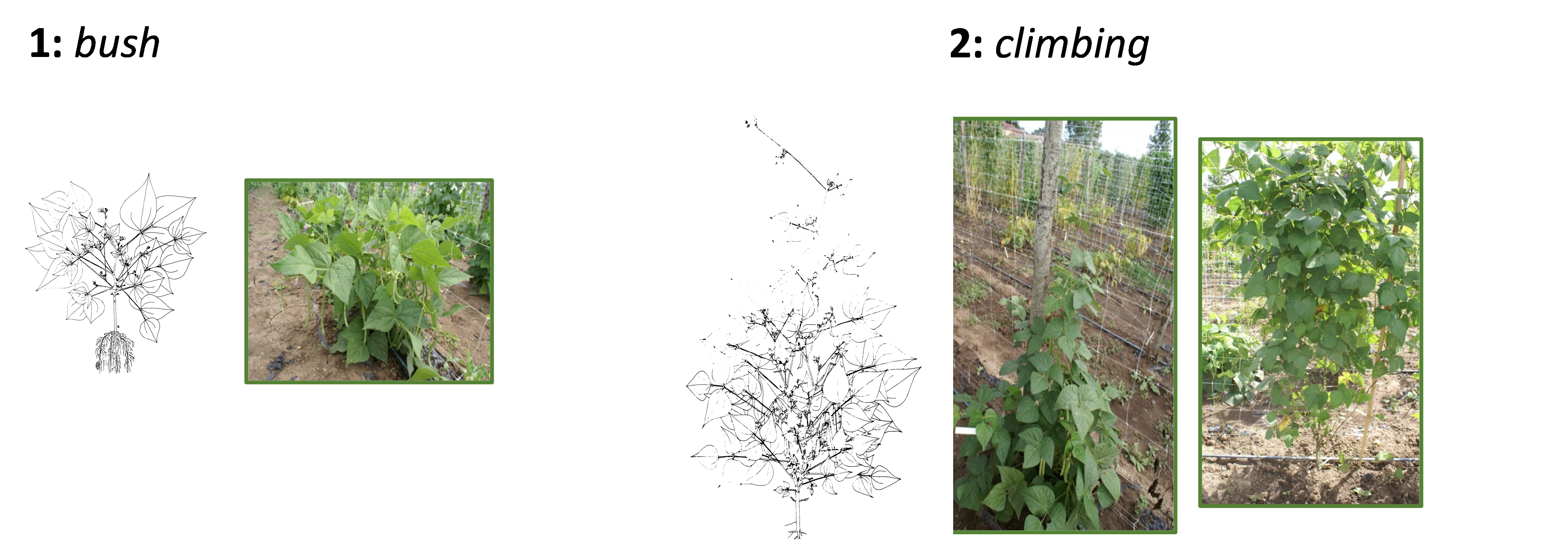 Growth habit
