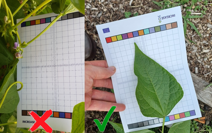 Correct positioning on the color checker example